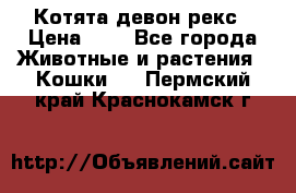 Котята девон рекс › Цена ­ 1 - Все города Животные и растения » Кошки   . Пермский край,Краснокамск г.